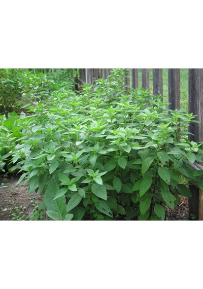 Limonlu Fesleğen Tohumu 100+ Tohum N113533