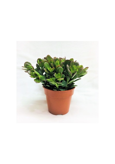 Crassula Ovata Saksılı Para Ağacı Sukulent 10-20 Cm