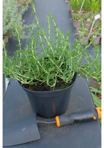 Yayılıcı Biberiye Rosmarinus Officinalis Prostratus 2 Adet