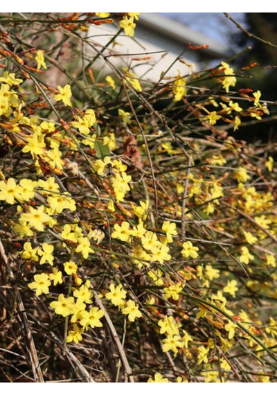 Videolu Çalı Yasemin Sarı Yasemin Fidanı 80-120 Cm 1 Adet Tüplü Jasminum Nudiflorum