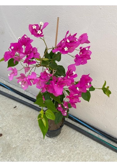 Mor Sarıcılı Begonvil Çiçeği 2 Yaş 80-110cm Bougainvillea