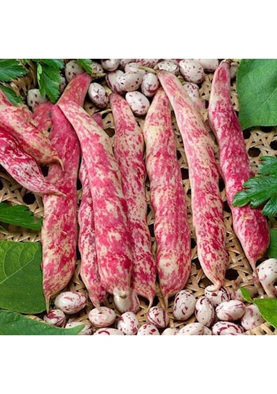 Oturak Barbunya Tohumu 25 GR Paket