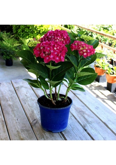 2 Adet Kırmızı Çiçekli Ortanca Fidanı 30-55 Cm Tüplü Çiçekli Bodur Bitkiler Red Hydrangea