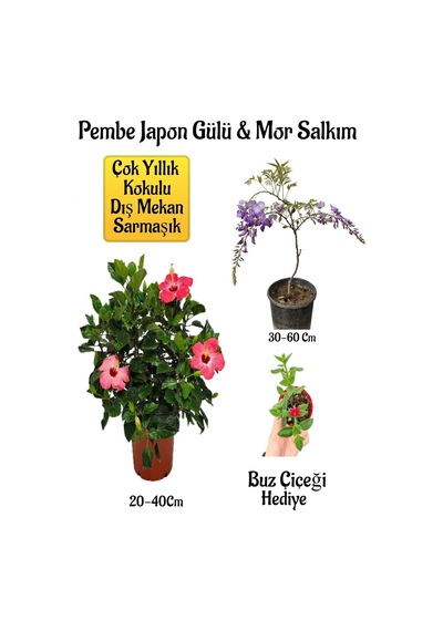 Pembe Japon Gülü Çiçeği+mor Salkım Ağacı Fidanı Buz Çiçeği Hediyeli Bahçe Peyzaj Seti