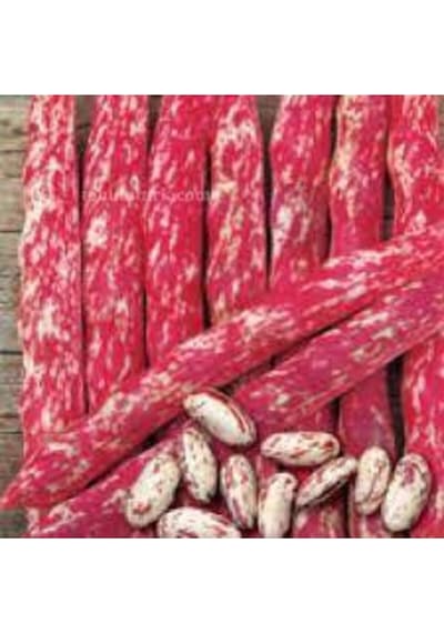 150 Adet Oturak Barbunya Tohumu