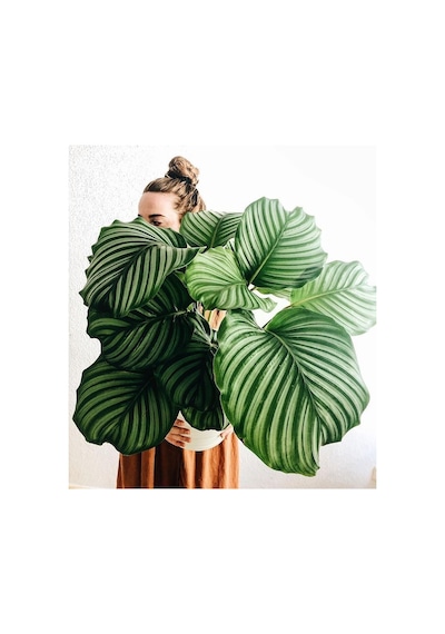 Calathea Orbifolia (Dua Çiçeği) 20-30 cm
