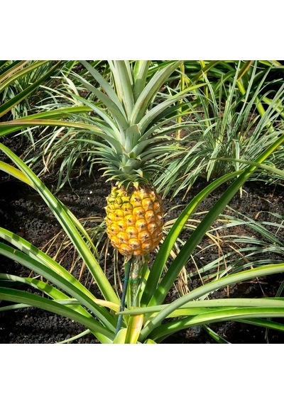 2 Li Ananas Fidanı Seti - Evde Saksıda Meyve Veren Tropikal Ananas Fidesi 30-50 Cm