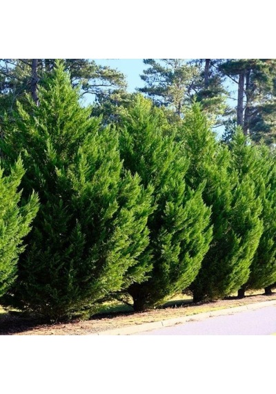 Bahçeniz İçin Leylandii Fidanı - Hızlı Büyüyen Yeşil Çit Bitkisi