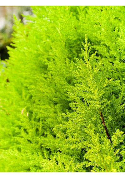 Favori Ürün Limon Kokulu Limon Selvi Fidanı 30 40 Cm 15 Adet Tüplü Dış Mekan Ağaç Cupressus