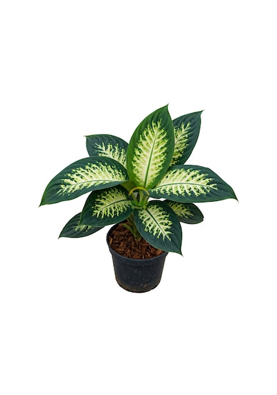Difenbahya 'camilla' Bitkisi 40-50cm