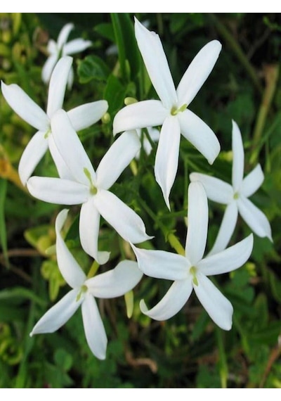 Mis Kokulu Arap Yasemini Fidanı 80-150cm Saksılı Arabian Jasmine Seedling