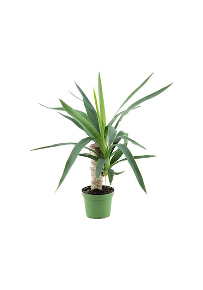 Yuka - Avize Çiçeği Tekli 30 Cm