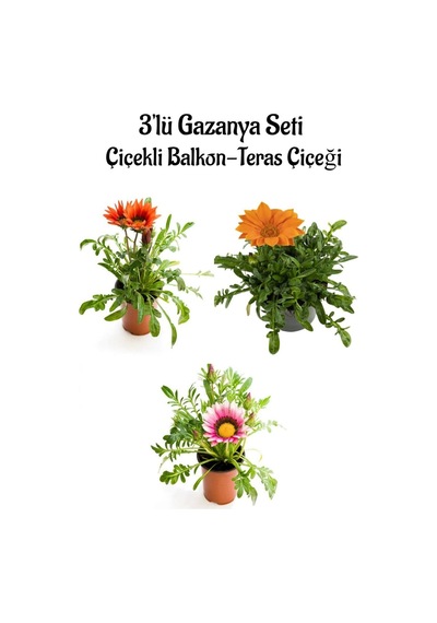 Kırmızı-turuncu-pembe Renk Gazanya Çiçeği 3 Adet Saksılı 10-20cm Balkon Çiçeği