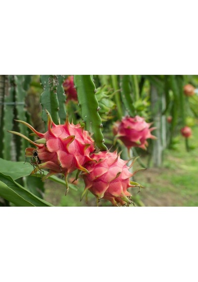 Pitaya Tohumu Ejder Meyvesi Tohumu 10 Adet Tohum Pithaya Dragon Fruit