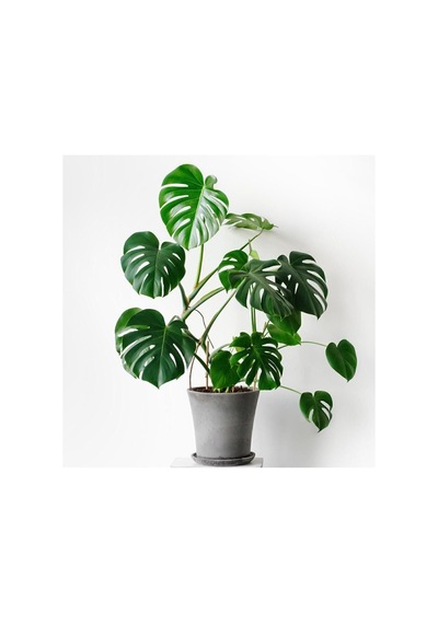Deve Tabanı Bitkisi 90 110 Cm Monstera Deliciosa, Bts05032025byb90 Diğer