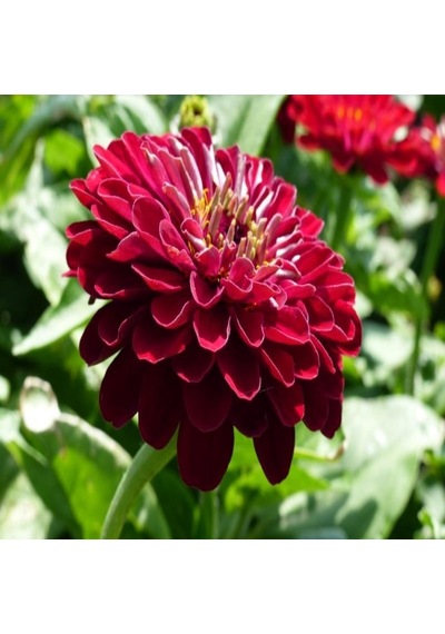 Super Yoga Elegans Dark Red Zinya Çiçeği Tohumu 40 Tohum