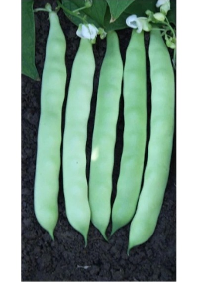 Şeker Fasulye Oturak 100 Gr