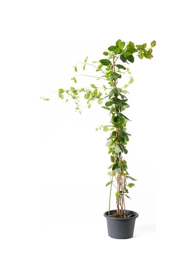 Hanımeli Çiçeği Kokulu 60-70cm 1 Adet Saksılı+yaprak Güzeli Çiçeği