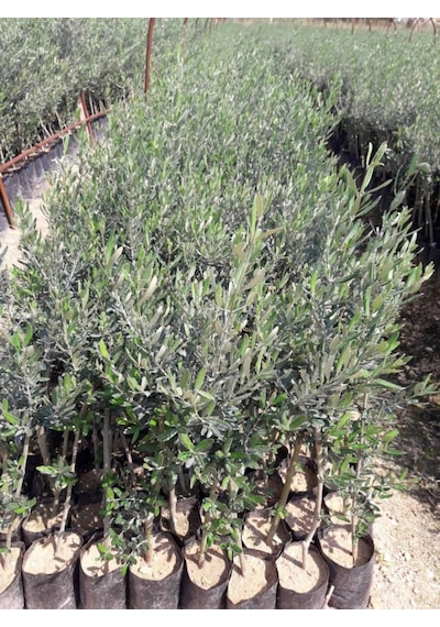 Gemlik - Trilye Zeytin Fidanı Tüplü Ve Aşılı 3 Yaş 3 Adet