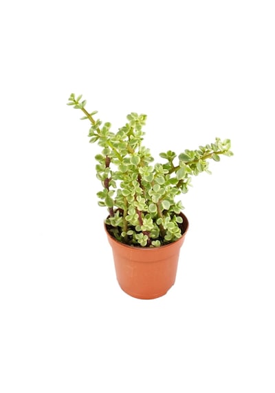 Yeşim Ağacı Çiçeği - Portulacaria Afra Variegata 10 Adet