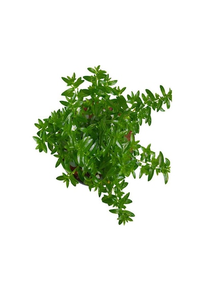 Videolu Beyaz Kufeya Cennet Çiçeği 1 Adet Saksılı 20-40cm Iç-dış Mekan Bitkisi Cuphea Hyssopifolia