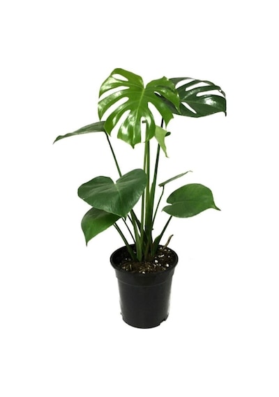 Serada Decor Plant Monstera Deliciosa Deve Tabanı Bitkisi 40-50 Cm İç Mekan Bitkisi Ofis Bitkisi