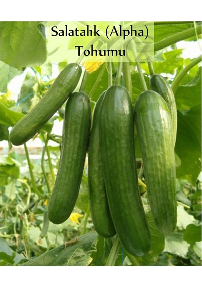 6 Paket Tohum No9 Halep Karası Patlıcan Tohumu Salatalık Domates Tatlı Acı Kıl Biber Maydanoz Tohumu 1 Set
