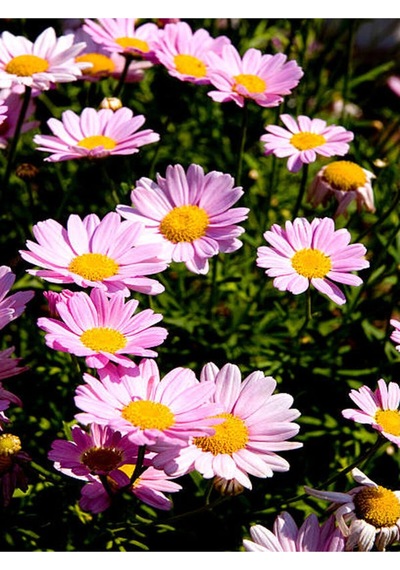 Açık Pembe Çeşme Papatyası 1 Adet Saksılı/ Tüplü 30-65 Cm Çeşme Pink Daisy