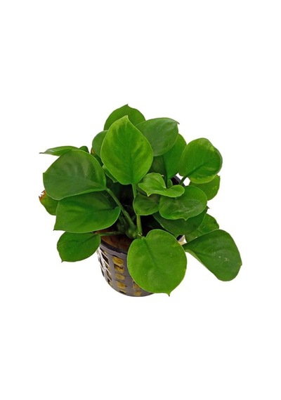 Anubias Barteri Round Golden Coin 5-6 Yapraklı Canlı Bitki Diğer