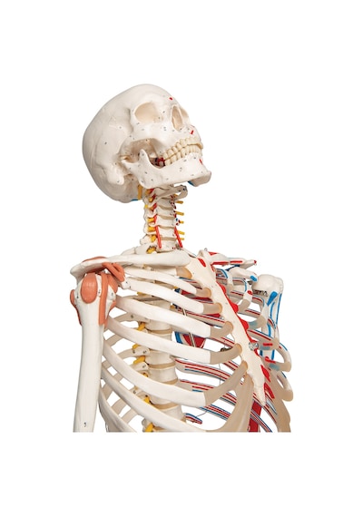 Iskelet Modeli. Kasları Ve Ligamentleri Gösteren 180 Cm