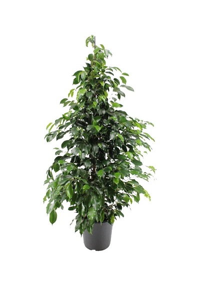 Videolu Benjamin Ficus Bitkisi 1 Adet Saksılı/ Tüplü 80-110cm Iç Mekan Salon Ofis Bitkisi