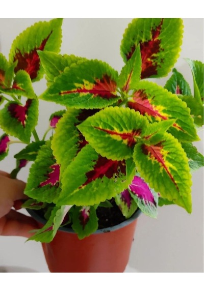 Yaprak Güzeli 25-40cm Özel Renk -ev Cicegi -
