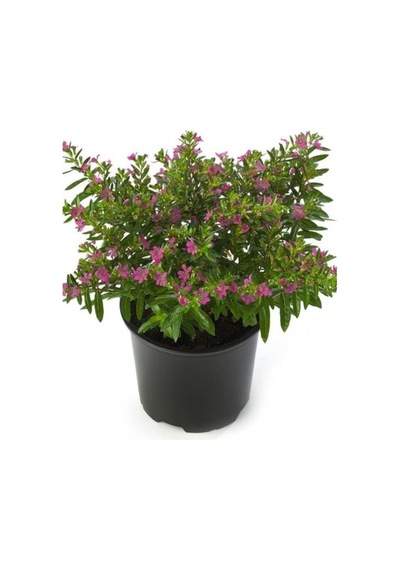 Kufeya Çiçeği Fidanı Cuphea Hyssopifolia 10-20 Cm
