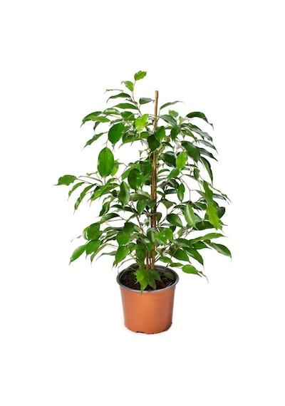 Ficus Benjamina Salon Ofis Bitkisi Yeşil Benjamin 1 Adet 30-60cm