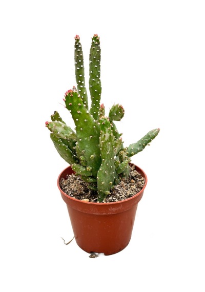 Opuntia Monacantha 'Variegata' (Kaktüs) Ø8,5 CM Y10-15 CM
