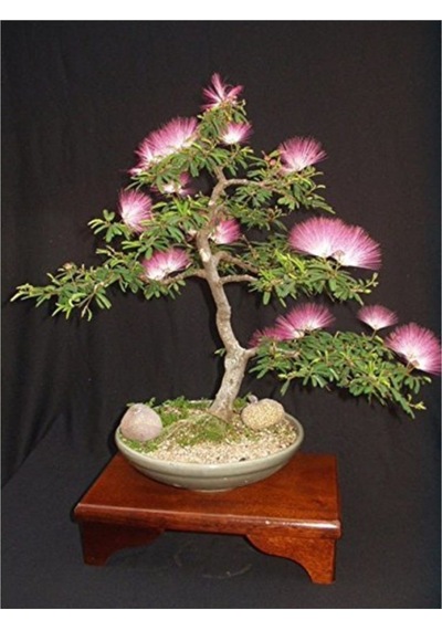 Gülibrişim Bonzai Ağacı Tohumu 5 Adet Bonsai Ağacı Tohumu