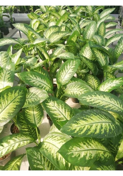 Difenbahya Bitkisi Dieffenbachia Tropic Snow Ev Ofis Salon Bitkisi 40-50 Cm