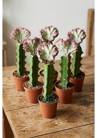 Euphorbia Lactea Cristata Variegata Özel Seri Koleksiyon Aşılı Form 5.5 Cm Saksıda 1 Adet