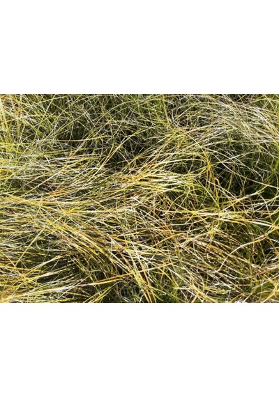 Carex Testacea 5'li Set - Otsu Yer Örtücü Bitki