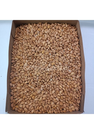 Toptan Kayısı Çekirdeği 25 Kg 25 KG