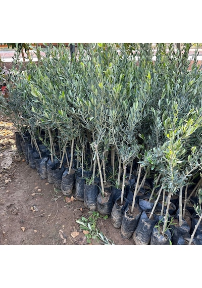 Tüplü Tüm Bölgelere Uygun Sofralık Ve Sıkımlık Datça Zeytini Fidanı