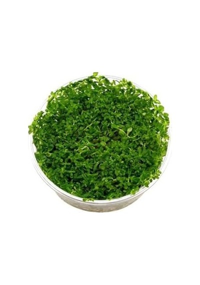 Rotala Indica Green In 200cc Canlı Bitki