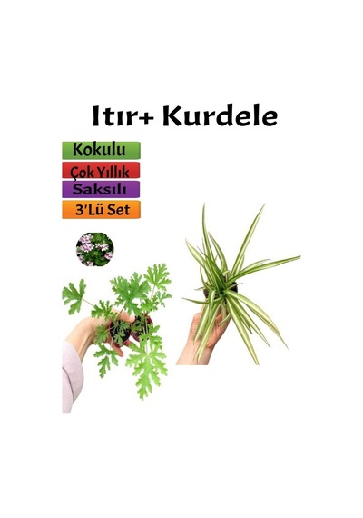 2 Adet Itır Çiçeği+ Kurdele Çiçeği Seti 5-15 Cm Dış Mekan Bitkileri