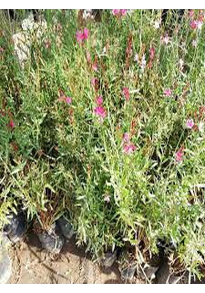 Gaura Çalısı Bitkisi 20-45 Cm Saksılı/tüplü Dış Mekan Sarmaşık Bitkileri