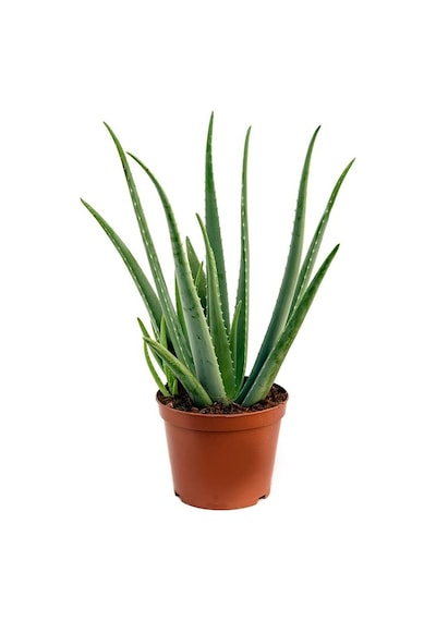 Aloe Vera Bitkisi 5'li Ekonomik Paket