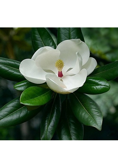 Manolya Magnolia Grandiflora