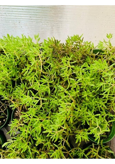 Dam Koruğu Sedum Sukulent