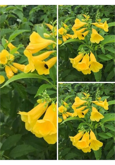 Videolu Sarı Acem Borusu Çiçeği 3 Adet 40-60 Cm Dış Mekan Bitkisi Yellow Campsis Grandiflora