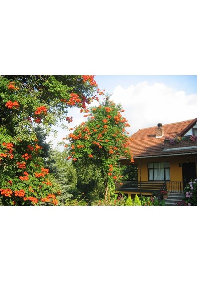 Pembe Trompet Campsis Radicans Çiçeği Ağacı Tohumu 5 Tohum
