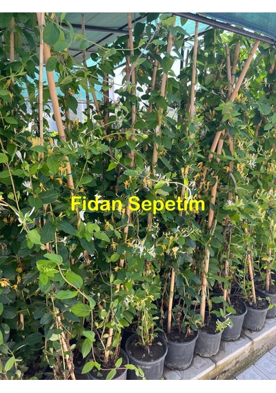 2 Yaş Hanımeli Fidanı
